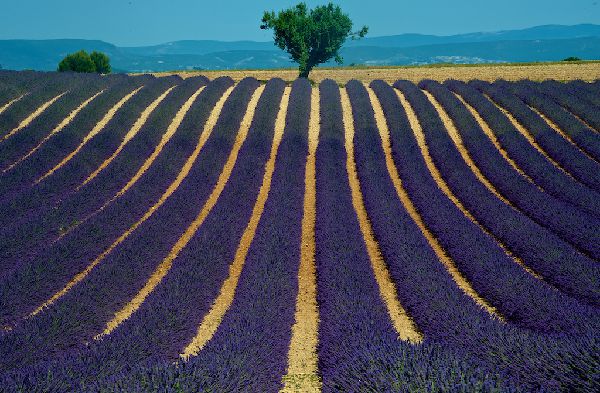 provenza lavanda