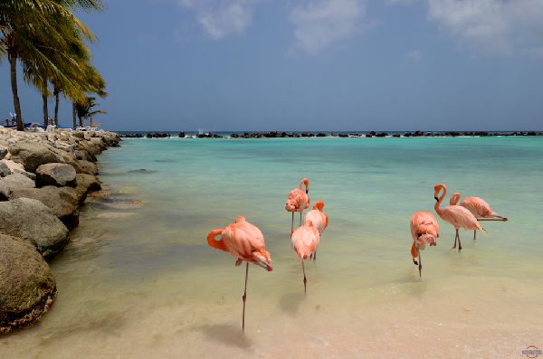 aruba