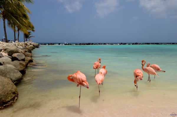 Aruba Torino Magazine Marco Carulli